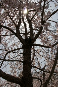 Weeping Cherry